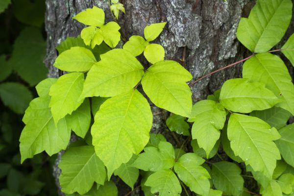 Poison Ivy Abatement Service