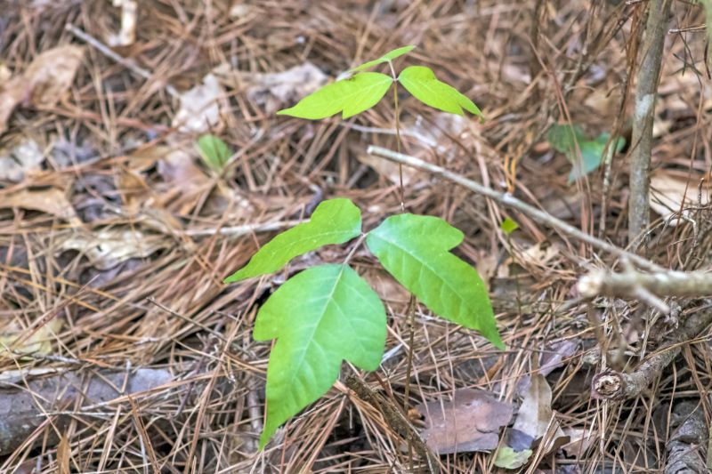 Poison Sumac Removal