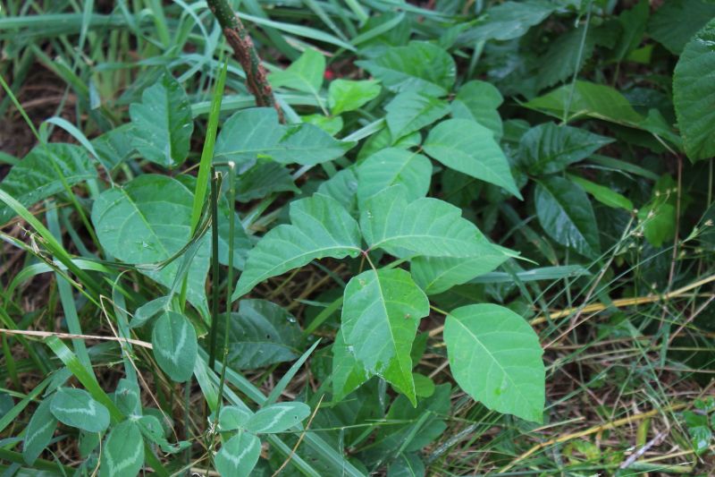 Poison Sumac Removal
