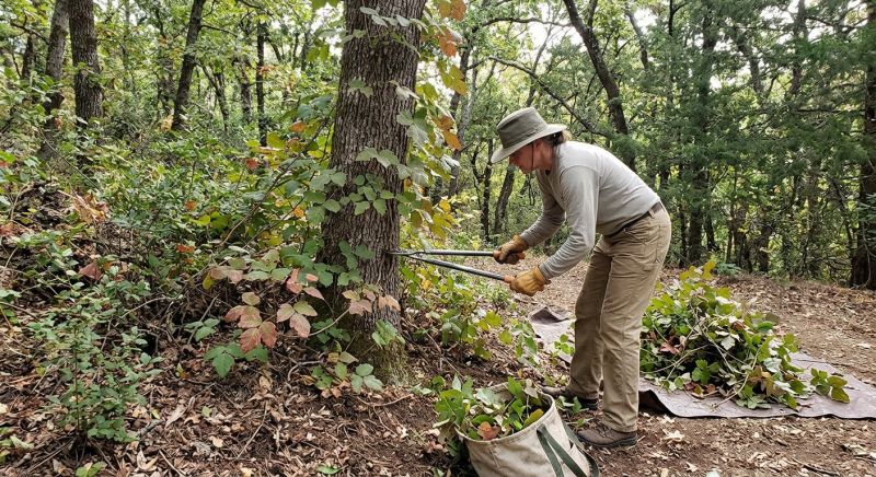 Poison Oak Removal in Pottstown, PA