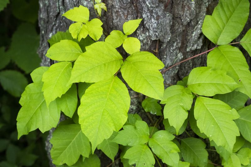 Poison Sumac Foliage