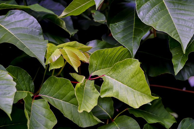 Eliminate Health Hazards With Professional Poison Sumac Removal!